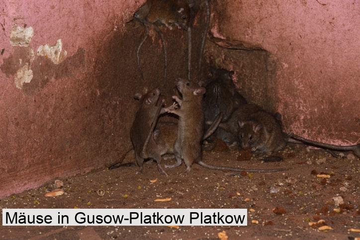 Mäuse in Gusow-Platkow Platkow